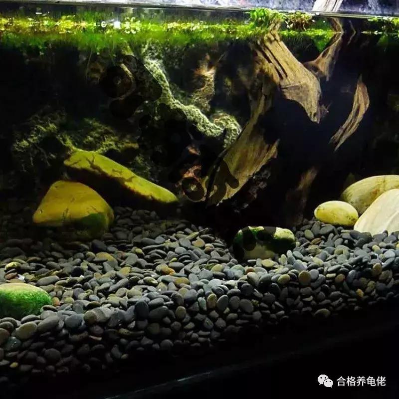 每周一龟|致敬巴神,物美价廉的普通彩龟