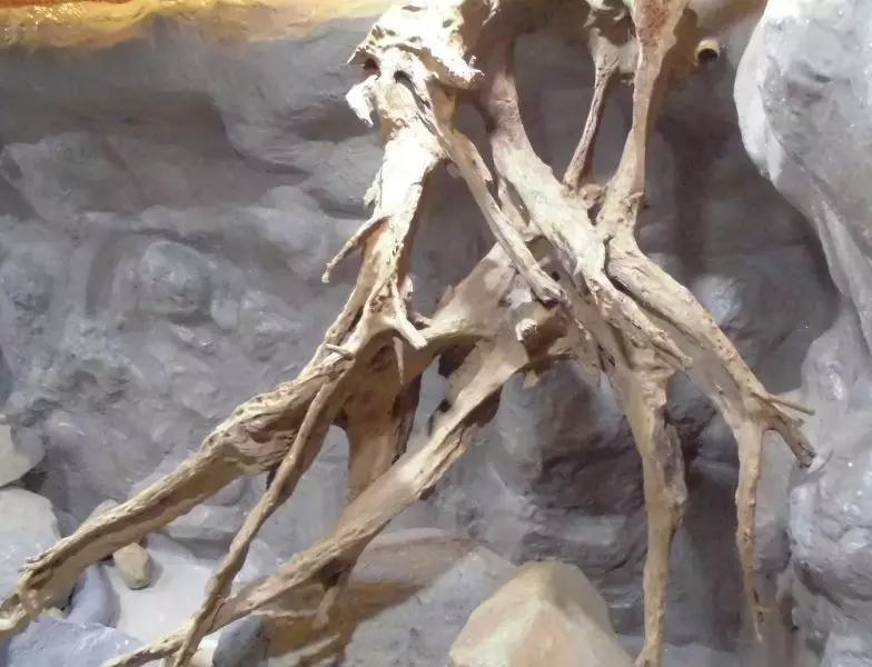 自己做大型水陆缸,在家自己打造一个沙漠缸