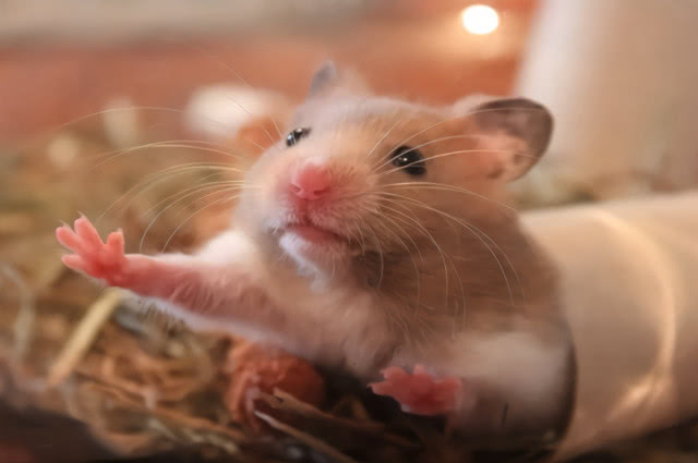 怎么教仓鼠在浴沙洗澡,怎么给仓鼠洗笼