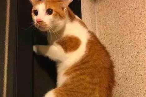 合租室友养猫很吵怎么说,合租室友养猫在客厅怎么处理