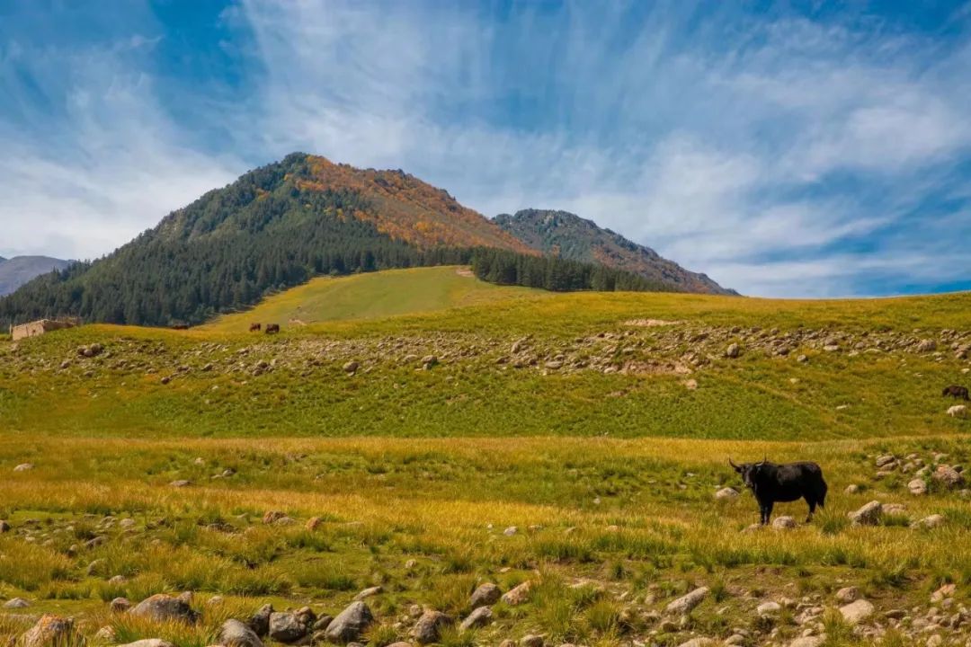 西北望射天狼深度解析,西北望射天狼霸气吗