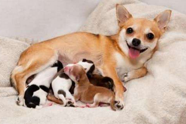 狗狗产后营养不足,狗狗产后不能吃什么