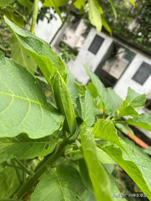 秋葵和曼陀罗长得像吗,如何辨别曼陀罗和龙葵