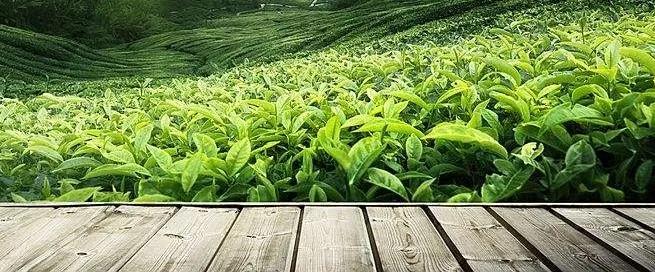 公司购买茶叶做账时入什么费用,企业购买茶叶怎么列支