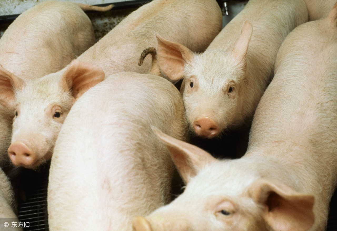 农村老人常说:猪是蛇的克星,猪真的不怕蛇吗?