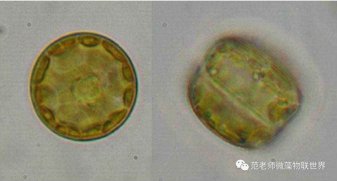 硅藻水,硅藻水和绿藻水区别