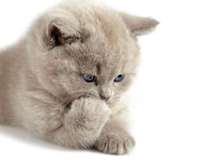 不爱喝水的猫咪突然大量喝水,不是好事,反而可能是病了