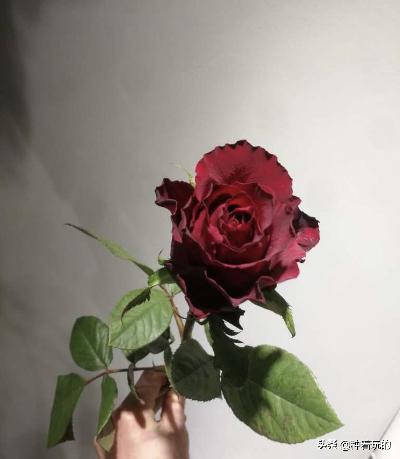 七夕礼物送什么好,七夕礼物送什么推荐