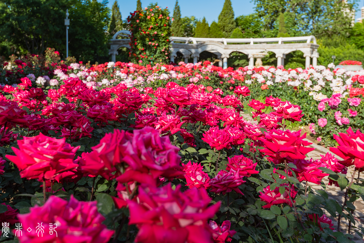 月季花中国特有品种,从中国运到欧洲的四种月季