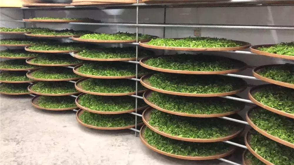 乌岽蜜兰香冲泡为什么会有苦涩感,乌岽老枞蜜兰香是什么茶