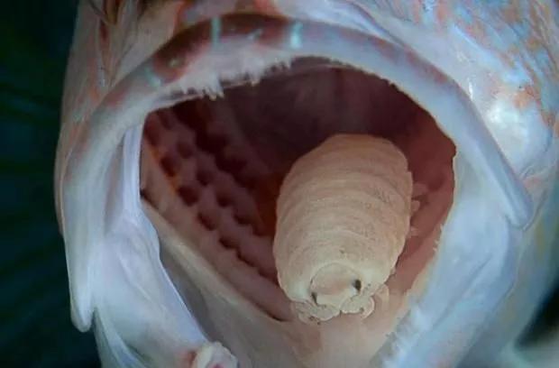 “无耻”食舌虱：一生只为硬给鱼个新“舌头”！它的危害有多大？