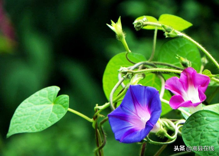 农村身边常见中草药不要错过这些宝贝！