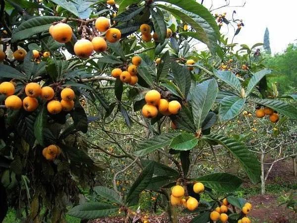 城厢区常太镇首届“壶兰耕读·云上枇杷文化节”暨第22届枇杷节来啦！快来“嗨枇”吧~