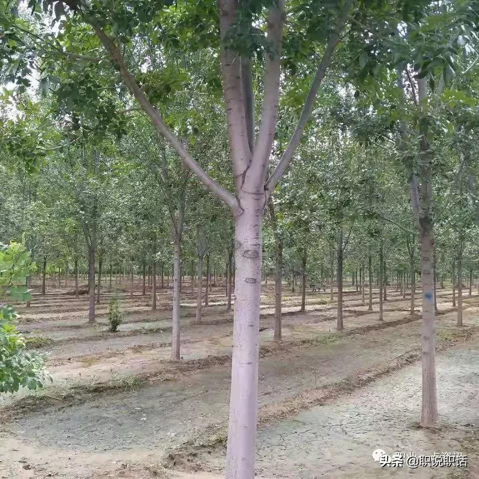 泊头市顺景苗木种植场,泊头园林苗木