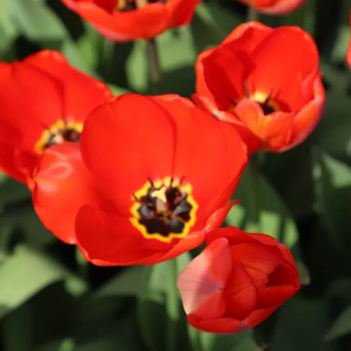 绍兴杭州湾海上花田100万郁金香等你来赏来赴一场春天的约会。