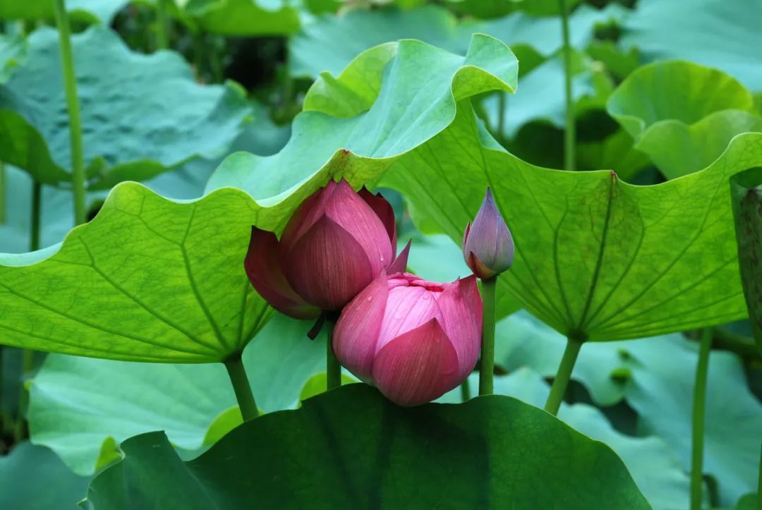 100种常见观叶植物图鉴史上最全,农村常见的100种植物
