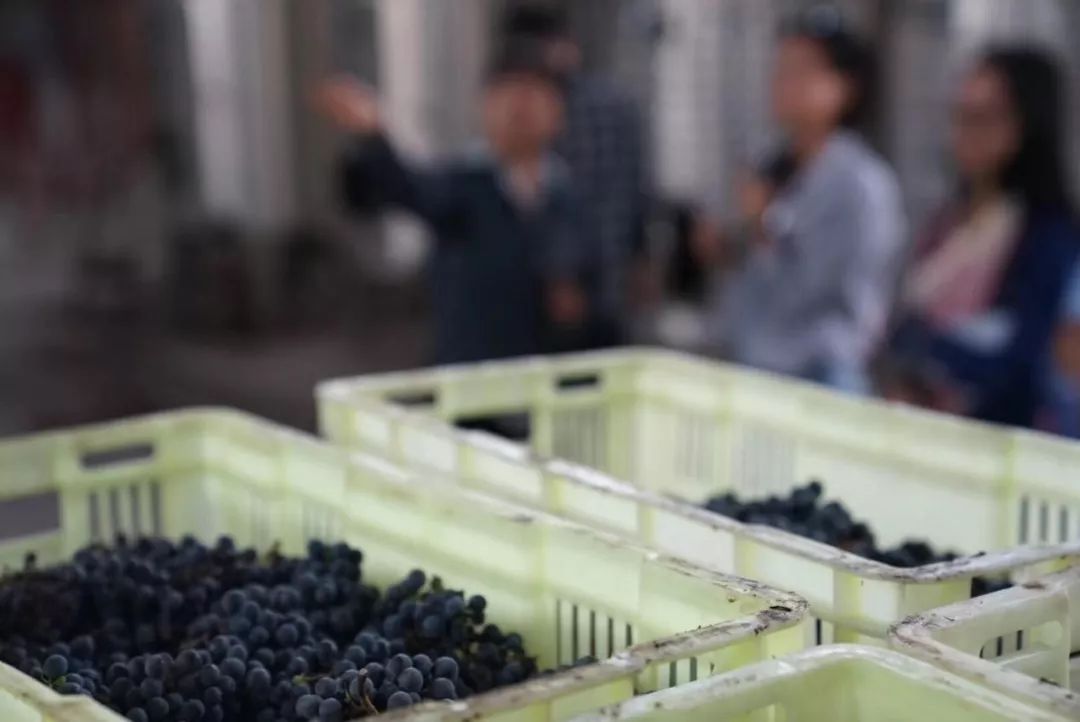 中国宁夏葡萄酒走向世界,宁夏葡萄酒从这里走向世界