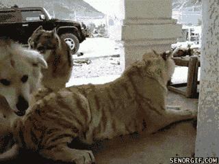 搞笑gif动图吸引人,不听话搞笑gif动图