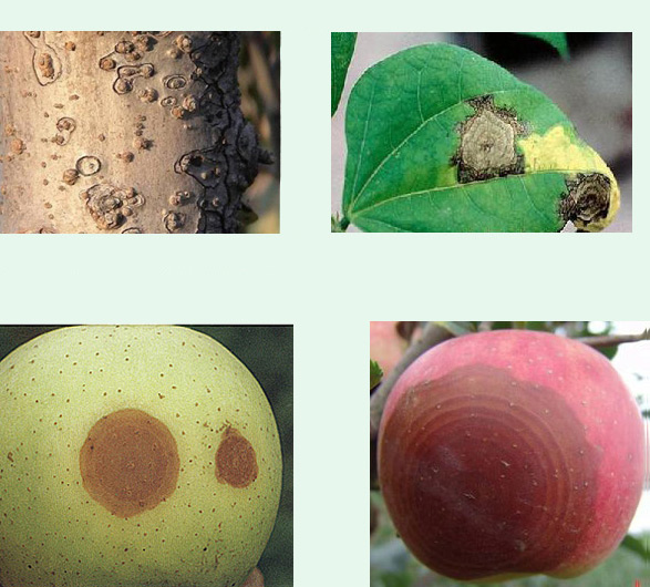苹果轮纹病治理措施,苹果轮纹病怎么治疗最好