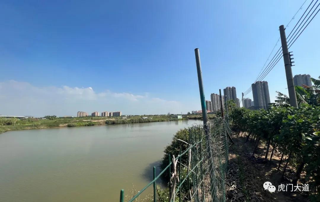 东莞新增过江通道规划,东莞过江通道规划图