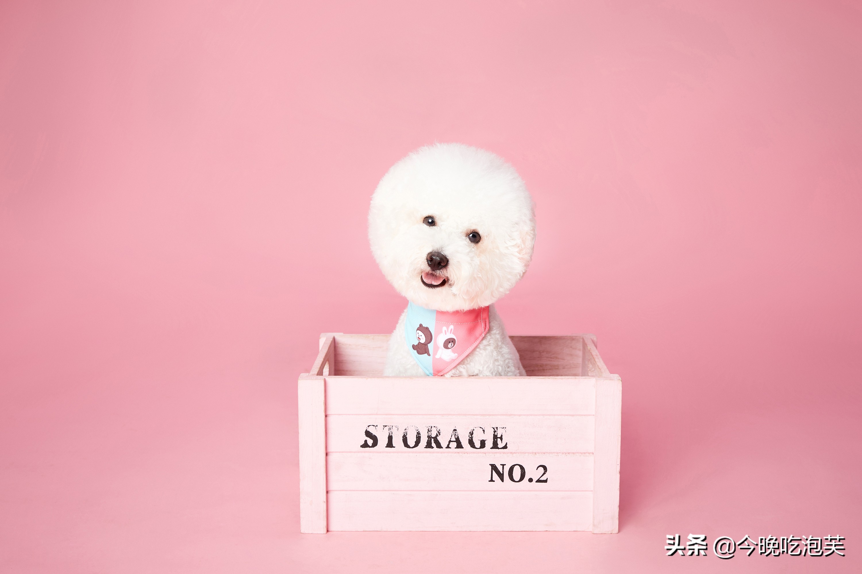 狗狗走丢了怎么快速找回来,狗狗走丢了如何快速找回