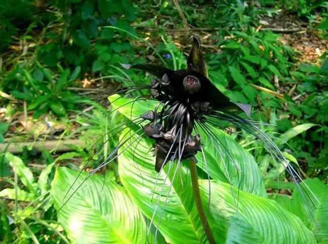 数九寒天顺口溜,俗语中怎样说数九寒天的