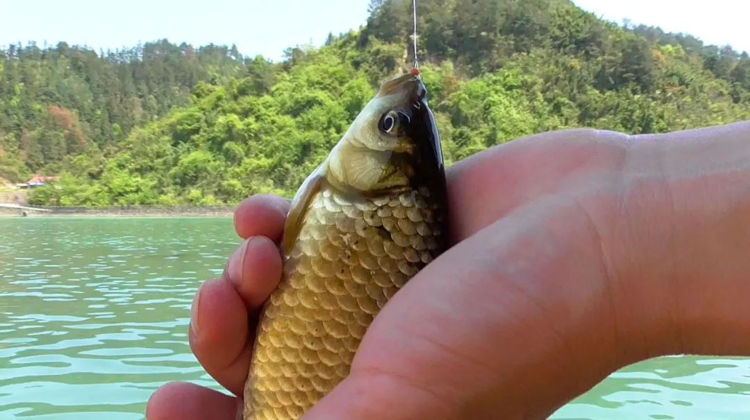 钓鲈鱼的方法和技巧台钓,台钓技巧大全介绍