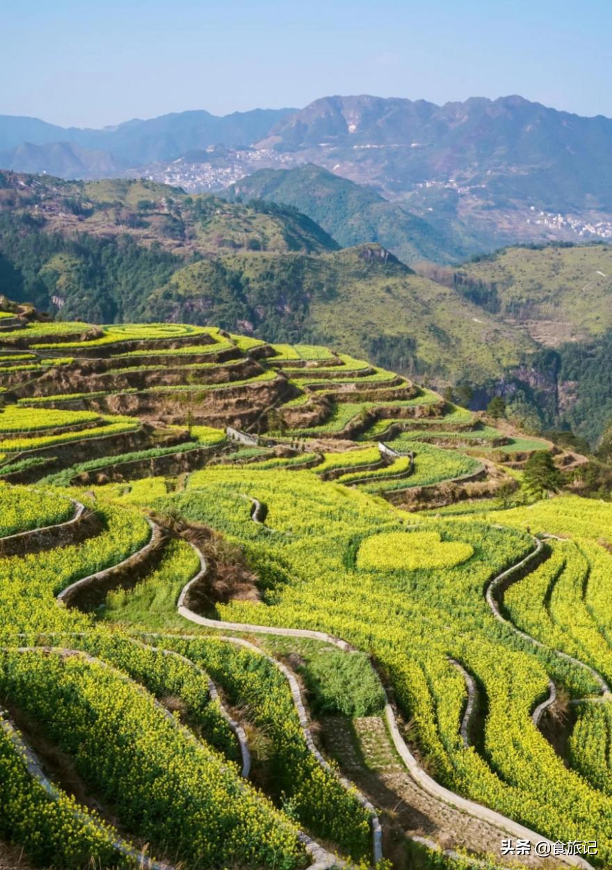 青田的青田,青田是中国的华侨之乡