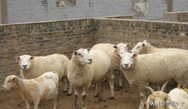 羊瘦弱的原因及解决方法,羊出栏减少的原因有哪些