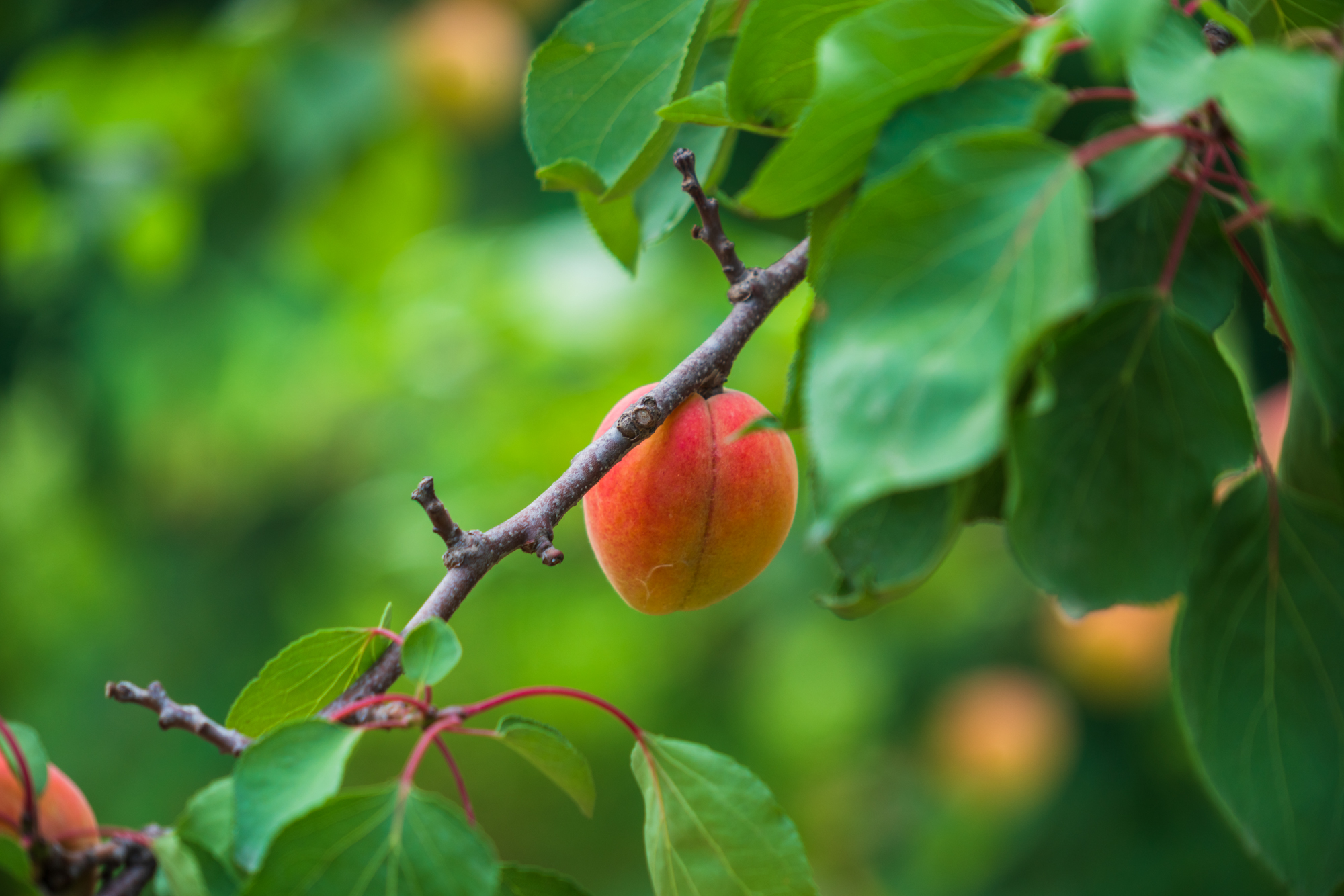 今年618不宅家，不剁手，我去巨鹿过杏节