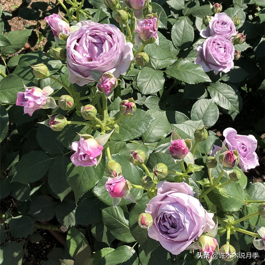 灌木月季与藤本月季有什么区别,微型月季灌木月季怎么选