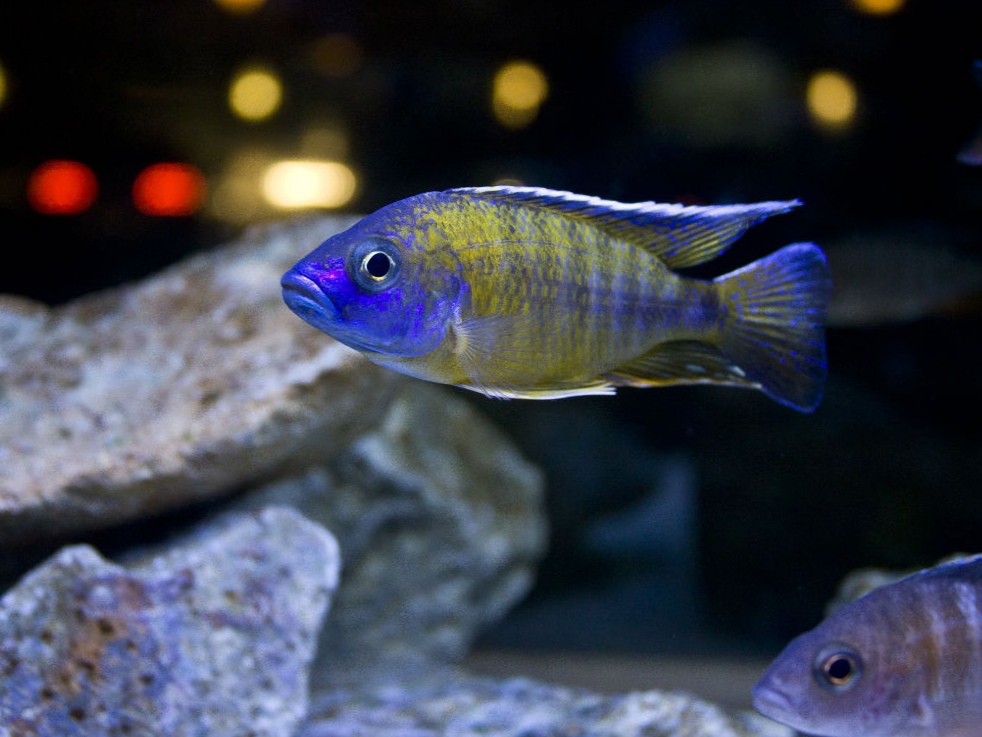 哪些三湖慈鲷鱼容易上手,三湖慈鲷可以再加些三湖慈鲷么