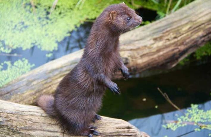 母貂受胎率低的这些原因要重视