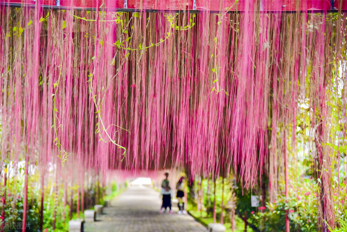 园林人需要知道的85个花卉知识,园林花卉的种类及图片