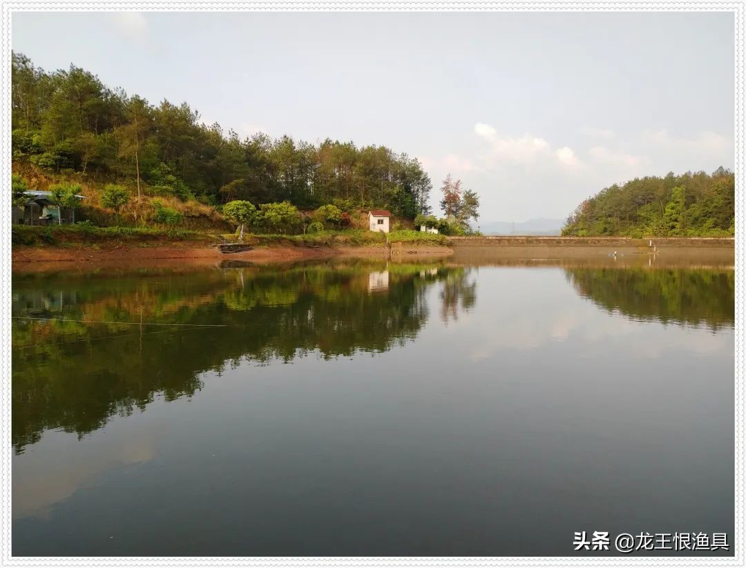 天鲫腥香评测,天鲫通杀钓鲫鱼