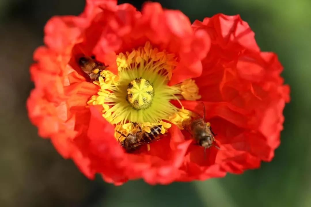 建一座完全不打药的生态花园，所有生命在这里和谐共处，值得收藏