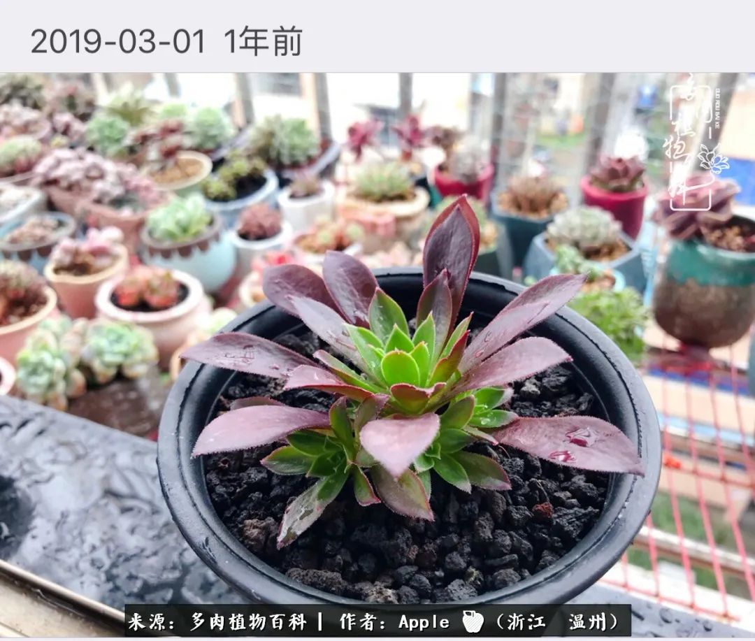 多肉成长记观察记录怎么写,多肉成长记录观察展板