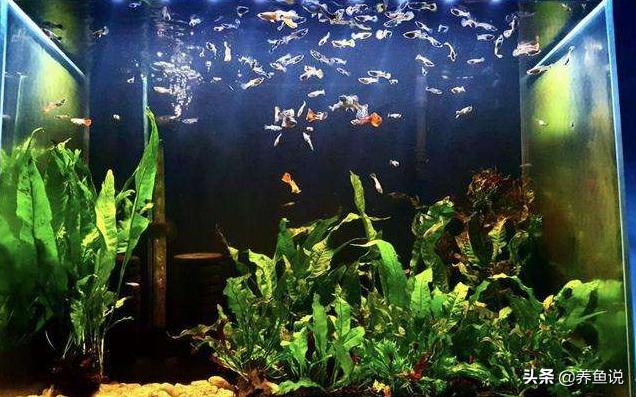 孔雀鱼不能养吗,孔雀鱼不能养水草缸里是真的吗