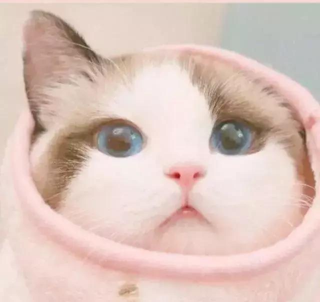 猫咪隔着衣服抓伤要打针吗,被猫咪咬伤要不要打破伤风