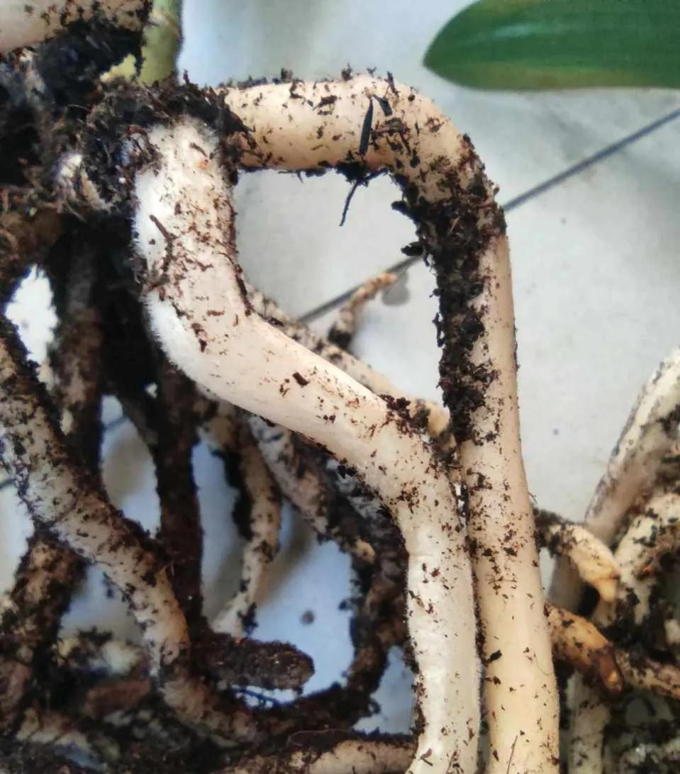 君子兰换盆时怎样防止生根,君子兰移盆注意事项