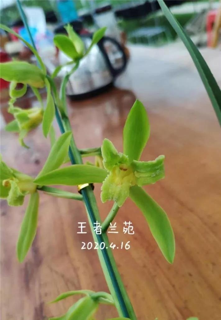 蕙兰绿素三星,蕙兰红素三星