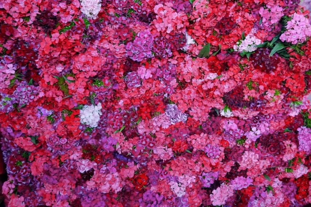 哪里鲜花最多最便宜,苏州市最大鲜花批发市场