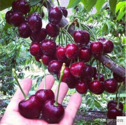 黑龙江农作物创业新思路,农村最赚钱的种植项目有哪些