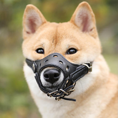 路人遇到恶狗挡道不能惹,在路上遇到恶狗该如何自救