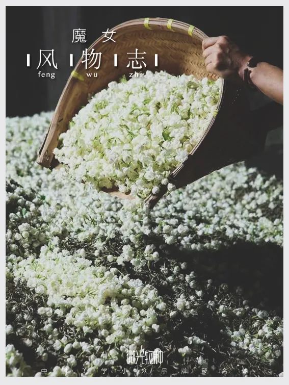 最香的茶茉莉花茶,适合秋冬喝的茉莉花茶