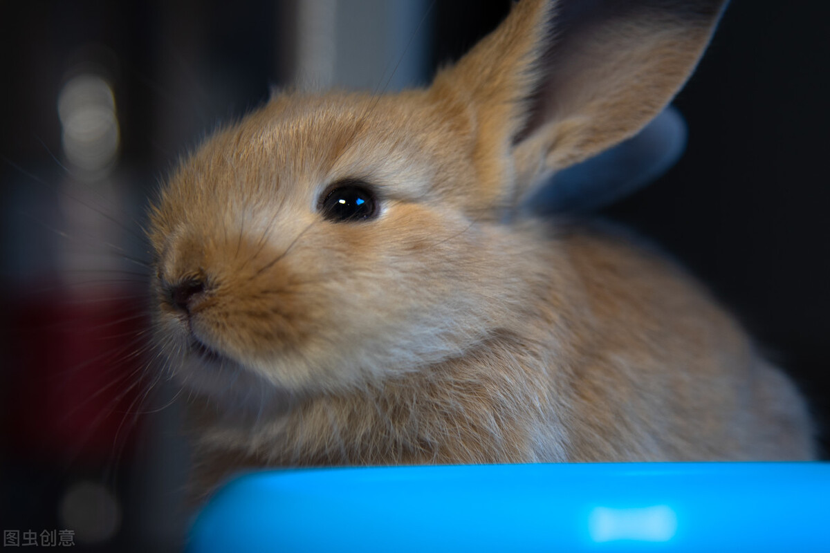 兔子一只眼睛睁不开肿了怎么办,眼睛红的像兔子是什么病