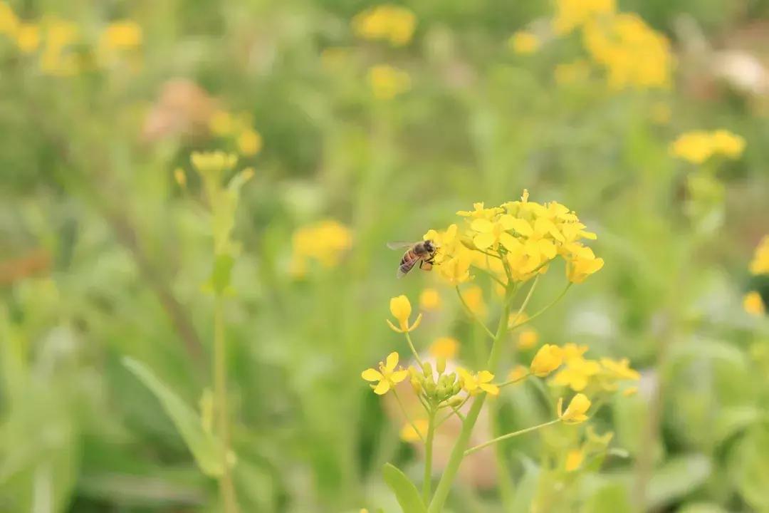 清明古诗词集锦,清明古诗词文案