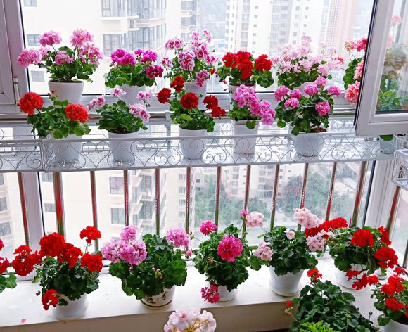 最好扦插的20种花,春天扦插就能活的5种花卉