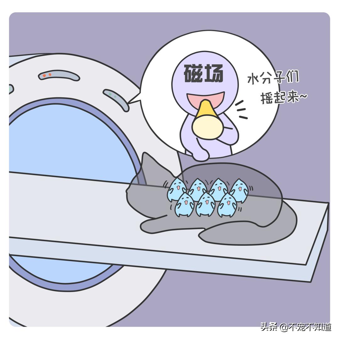 宠物b超和x光的区别,宠物检查b超费用