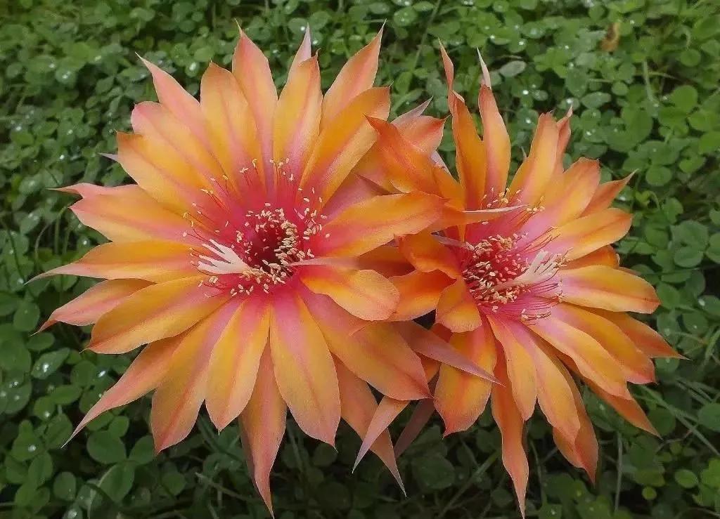 100种仙人球花图片,100种仙人球的品种视频